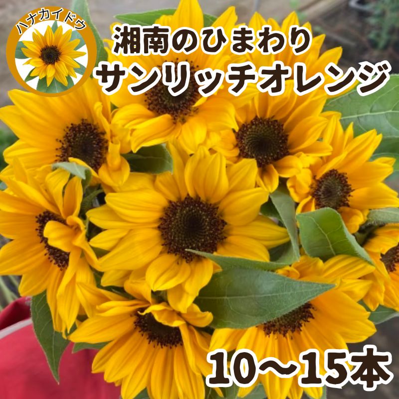 【ふるさと納税】花 湘南のヒマワリ 切り花用 サンリッチオレンジ 10～15本 お花 フラワー 切花 生花 ひまわり 向日葵 植物 花束 家庭用 プレゼント 神奈川 藤沢　藤沢市　お届け：2024年6月下旬～2024年8月下旬