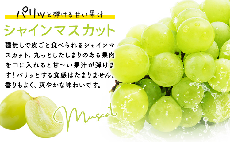 【2026年先行予約】秋の種無しぶどう詰合せ ニューピオーネ シャインマスカット 1房約600g 環山堂株式会社《2026年9月上旬-10月上旬頃出荷》岡山県 浅口市 ニューピオーネ シャインマスカッ