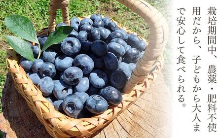 茂木町産 冷凍ブルーベリー 1kg | ブルーベリー ブルーベリー ブルーベリー ブルーベリー ブルーベリー