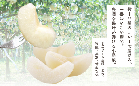 小島梨 3kg ~9玉 朝倉 産地直送 梨