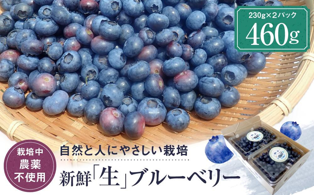 
                  【2026年発送先行受付】治助ファームの北部ハイブッシュブルーベリー「生果実」230g×2パック （栽培中農薬不使用）| ブルーベリー 果物 果実 完熟 フルーツ 10000円 治助ファーム LJ001
                