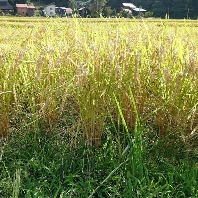 ふるさと納税 上越市 【毎月定期便】新潟県上越市吉川区国田産/特別栽培米コシヒカリ 精米5kg(1袋)全12回 |  | 03