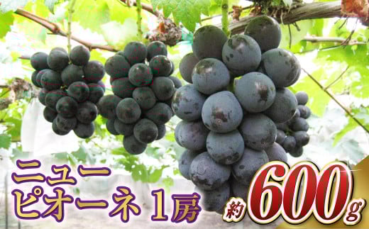 ニュー ピオーネ 1房（1房 600g前後）【2026年7月下旬～9月下旬 発送予定】【産地直送 岡山県産 国産 ニューピオーネ ブドウ 葡萄 ぶどう 果物 ギフト たけまさぶどう園 人気フルーツ 岡山フルーツ おすすめフルーツ 岡山県 倉敷市 おすすめ 人気】