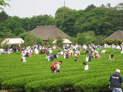 古河公方公園摘み さしま茶 オリジナルポストカード2枚付き  ※着日指定可 _DP20
