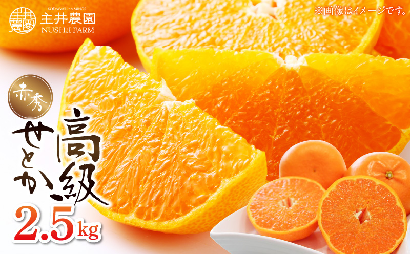 ZS6140n_主井農園 高級 せとか 赤秀 2.5kg