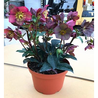 ふるさと納税 藤枝市 クリスマスローズ　氷の薔薇　レッド 4.5号 |  | 01