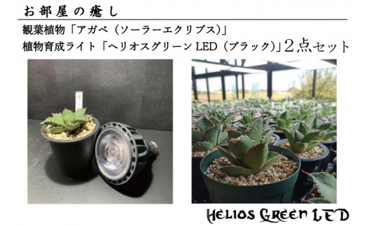 
BN005-1　お部屋の癒し　観葉植物「アガベ（ソーラーエクリプス）」と植物育成ライト「ヘリオスグリーンLED（ブラック）」の2点セット
