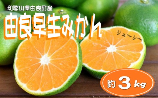 
            【先行予約】和歌山由良町産 由良早生みかん 約3kg 訳あり キズ 御家庭用 サイズ混合【sml126B】
          