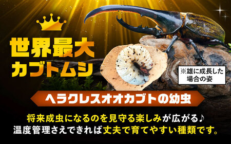 【一部配送不可地域あり】 ヘラクレスオオカブト幼虫1匹（2〜3齢）愛西市 / 艶麗[AEDD004]