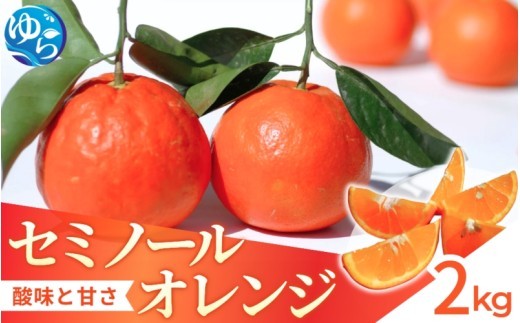 セミノール 2kg /  みかん 晩柑 柑橘  蜜柑 果物 送料無料 産地直送 和歌山県 由良町 ※3月下旬～4月下旬頃に順次発送予定【kzmn016-r-2】