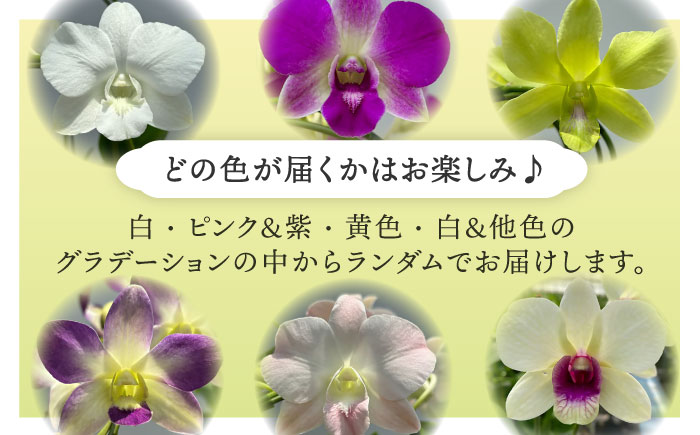 【お中元対象】【10セット限定】デンファレ（洋蘭）5本立ち 糸島市 / 和饗エコファーム [AVI003]