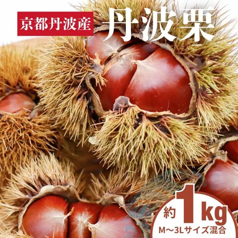丹波栗 1kg M～3L  サイズ 京都 丹波産 南丹市 大粒 生栗 和栗 国産 丹波栗