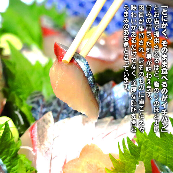 【内閣総理大臣賞受賞！】ひむか本サバ１尾(セミドレス)400ｇ以上 N025-YA0386_イメージ2