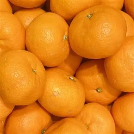[秀品]和歌山有田みかん約9kg大玉(2Lサイズ)「2026年11月中旬より順次発送」(日高町)【1217621】