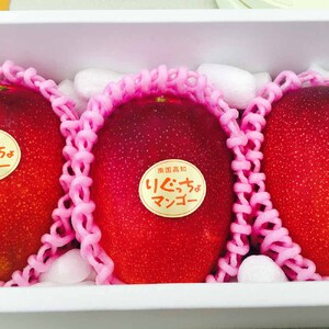 令和9年5月発送予定 完熟アップルマンゴー１kg（２個～４個入り）アーウィン種 南国フルーツ 果物 果汁 濃厚  樹上完熟マンゴー ギフト プレゼント 送料無料【R00520】