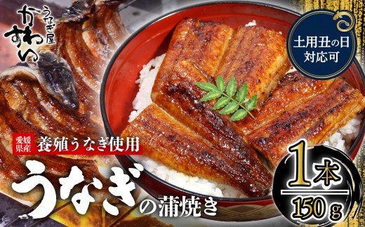 【容量選択可】【土用丑の日】【7月24日にお届け！】〈うなぎ屋かわすい〉愛媛県松山市養殖うなぎを使用！うなぎ蒲焼 1本 (1尾：150～169g)  ｜うなぎ ウナギ 鰻 蒲焼き 国産 お取り寄せ グルメ ふるさと納税  簡単調理 土用丑の日 ギフト 贈り物 お中元 お歳暮 母の日 父の日  かわすい 川口水産 愛媛県 松山市