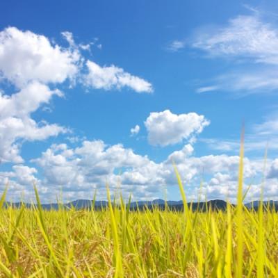 ふるさと納税 郡山市 令和7年産 福島県郡山産あさか舞こしひかり 精米 5kg |  | 03