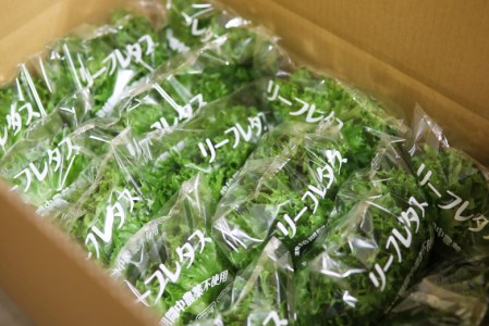 おかけんふぁーむのリーフレタス（栽培期間中農薬不使用） 