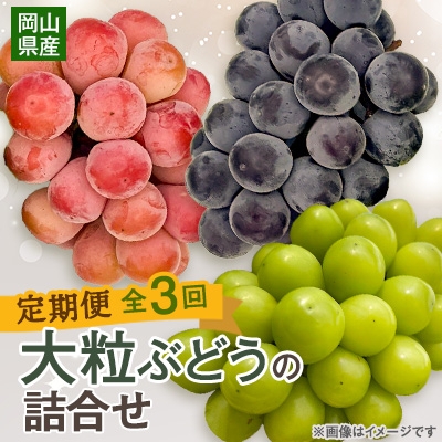 
            ＜発送月固定定期便＞10～12月　大粒ぶどうの詰合せ全3回_ぶどう 葡萄 ブドウ シャインマスカット 詰合せ 大粒 種無し 果物 くだもの フルーツ 定期便 岡山県 津山市 産直 産地直送 ギフト プレゼント 送料無料【4062737】
          