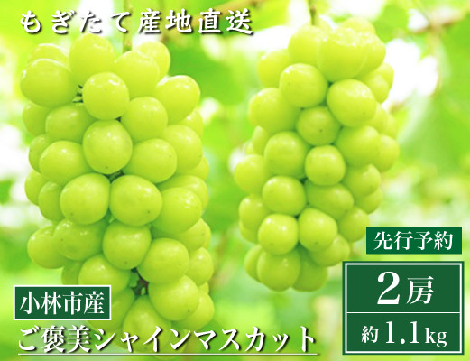 
            【先行受付・産直もぎたて】ご褒美シャインマスカット2房（約1.1kg ブドウ シャイン シャインマスカット 先行 予約 産地直送）
          