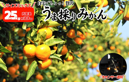 【ふるなびWEEK対象】みかん うま採り 箱込約 2.5kg（内容量2.3kg） 光センサー選別 みかんの会厳選 サイズミックス 和歌山県産 産地直送 【みかんの会】［2025年11月中旬より2026年1月中旬頃順次出荷予定］ FN-Limited-PR
