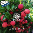 【ふるさと納税】0.-(15)メリーガーデンの生ライチ　令和7年産先行予約　太陽をたっぷり浴びて育ったライチ　高級　贈答　ギフト　7月　フルーツ　果物　高知県安芸市　送料無料