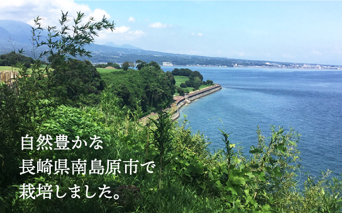 【2026年11月中旬～発送】【数量限定】 アールス メロン 2玉 3kg以上 / 南島原市 / 長崎県農産品流通合同会社 [SCB074]