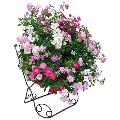 ふるさと納税 藤枝市 ウェルカムレンゲローズ　四季咲きミニバラ リング植え アイアンスタンド付 |  | 01