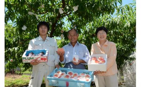 【先行予約】大玉で濃厚な讃岐もも 約3kg 9月出荷 品種おまかせ 【国産もも 桃 白桃 白鳳 あかつき 清水白桃 なつおとめ 川中島白桃 まどか 黄金桃 西大母 飯田桃園 さぬき市】