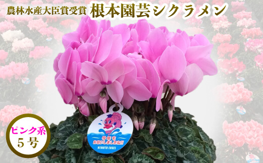 【2026年 先行予約】シクラメン ピンク系 5号 | 根本園芸 【53850-005-01】
