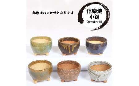 【39-01】 養庄園 ワクワク多肉植物 陶器入りセット