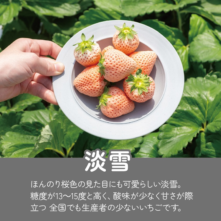 【先行予約】希少価値 佐賀県産 いちご 淡雪 （化粧箱×2箱） フルーツ 果物 旬 苺 白いちご 350g×2P 贈答 化粧箱 ギフト プレゼント 九州 佐賀県 佐賀市 清瀬農園 ：B190-026_