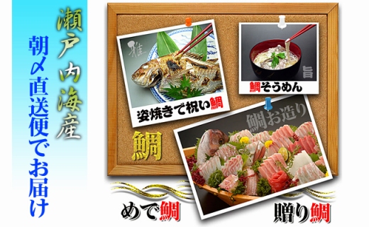 [下処理なし]≪瀬戸内海産≫朝1番水揚げされた天然真鯛を直送致します。［大サイズ］