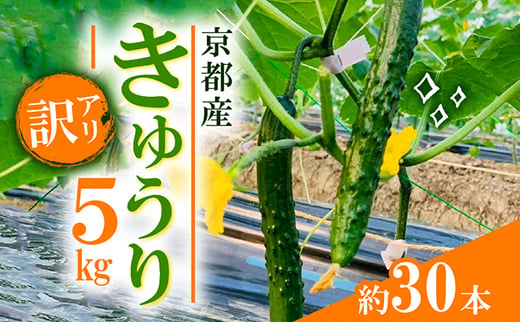 
                  ＜訳アリ＞ きゅうり5kg(約30本)【1623414】
                