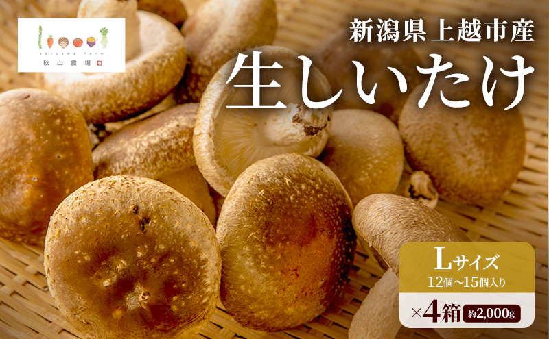新潟県上越市産 生しいたけ 椎茸 Lサイズ 約2,000g  12個?15個入り×4箱 秋山農場グリーンプロジェクト