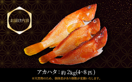 KU015 ＜2025年7月より順次発送＞宮崎県串間産アカハタ(計約2kg・4～8匹)延縄漁による朝どれ高級魚を漁師直送！