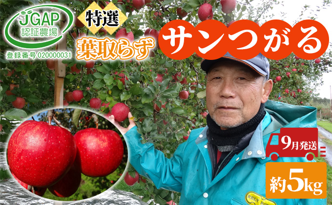 9月発送 贈答用 葉取らず サンつがる 約 5kg【 特選 】鶴翔りんごGAP部会 青森県産 津軽産 リンゴ 林檎 つがる 果物類 ギフト