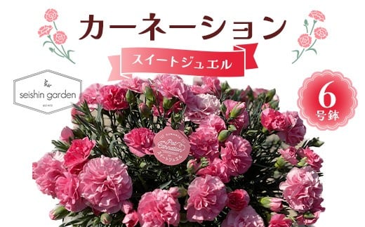 
            【2026年5月10日母の日】贈答用カーネーション スイートジュエル６号鉢  2026年5月5日から順次発送 母の日 花 フラワー 鉢植 植物 贈り物 プレゼント ギフト 埼玉県 本庄市 F5K-590
          