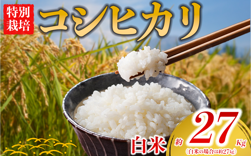 【選べる品種】 特別栽培米 コシヒカリ 約27kg×1（白米）阿蘇アグロスタイル 精米 R7年産 米 ごはん 人気 美味しい 甘味 もちもち なめらか 減農薬 湧水 熊本県 阿蘇市 コシヒカリ（白米）