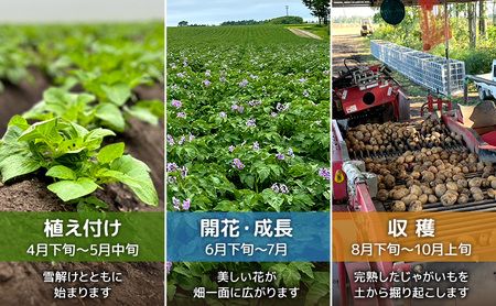 先行予約/2026年秋発送 北海道 十勝 幕別産 じゃがいも さやか 約10kg 【横山農園】 野菜 根菜 食材 しっとり 崩れにくい 煮込み料理 炒め物 肉じゃが カレー シチュー 北海道のジャガイ
