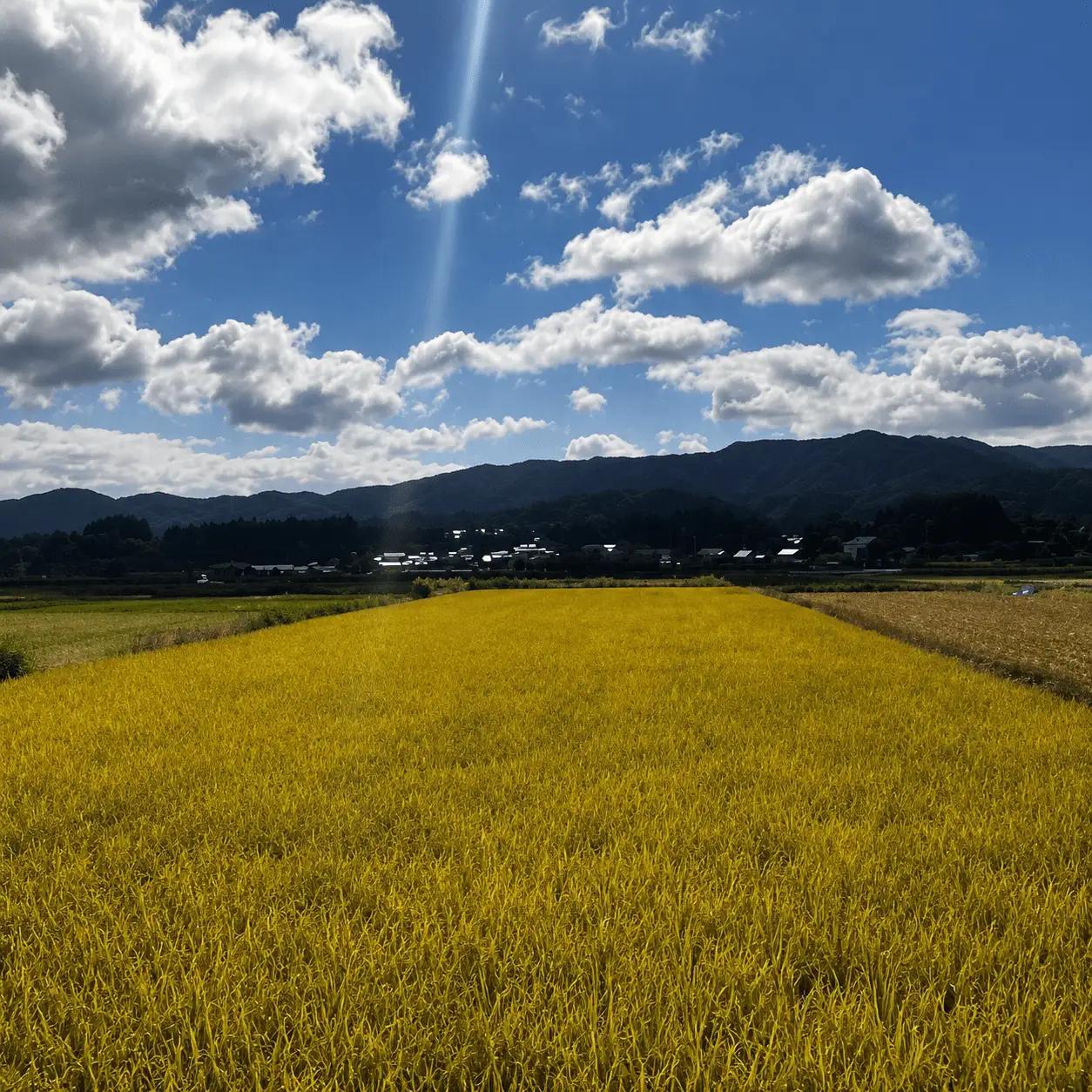 米 岡山県産玄米 令和8年産完全無農薬化学肥料不使用いせひかり5kg 【hsig006-02】