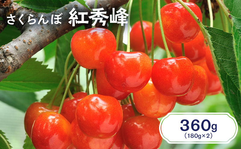 先行受付 北海道 仁木町産 さくらんぼ 紅秀峰 360g（180g×2パック） サクランボ チェリー フルーツ 果物 果物類  仁木町 仁木 [JA新おたる]