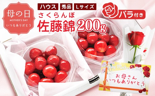 【先行予約】母の日《温室栽培》さくらんぼ 「 佐藤錦 」秀品 Lサイズ 200g（100g×2パック）バラ付き（生花）令和8年産 山形県産 【2026年5月7日・8日・9日 発送予定】 ※配送不可 沖縄・離島　019-A-MM088