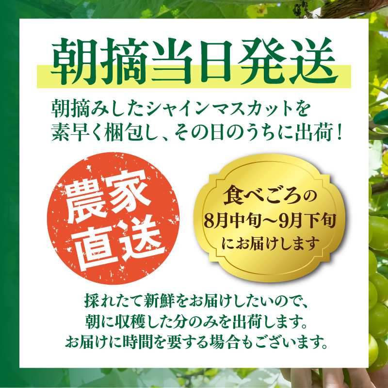 【先行予約】 農家直送！ 新鮮 採れたて シャインマスカット 約1.5kg 令和7年出荷分 フルーツ 果物 贈答 大分県産_2537R