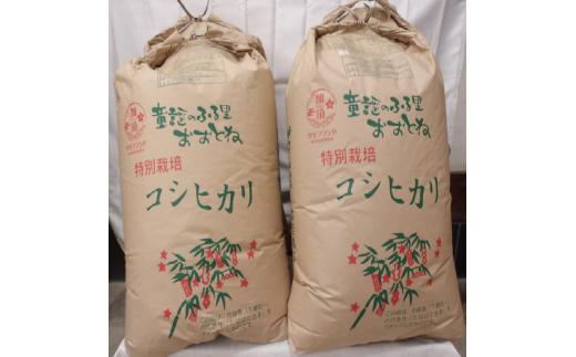 
C-8　特別栽培米コシヒカリ　精米または玄米のままで３０㎏
