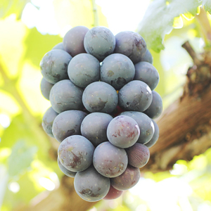 【皮ごとOK!】長野県産・種なしナガノパープル(約2kg)秀品＜8月下旬から順次発送予定＞