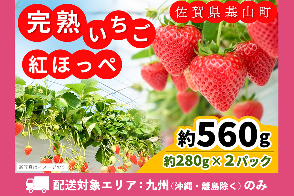 【九州内配送】【農場直送いちご】紅ほっぺ(約280g×2P)【ふるさと納税 基山町産 イチゴ 朝採れ 完熟果 KBCテレビ「ふるさとwish」で紹介されました】K100025