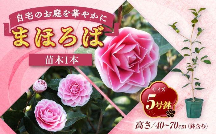 
                  椿 「まほろば」 5号鉢 苗木 / 植物 椿新花 花 苗 鉢植え / 稲沢市 / 椿園株式会社 [BMBI010]
                