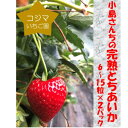 【ふるさと納税】【12月中旬から順次発送】小島さんちのとちあいかデラックス(6～15粒×2パック)【配送不可地域：離島・北海道・沖縄県・九州】【1277025】