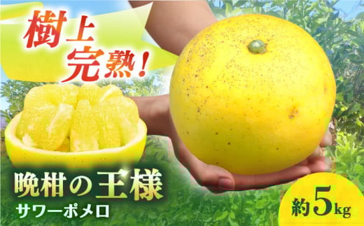【数量限定】【先行予約】 サワーポメロ 約 5kg ー2026年3月より発送ー 長与町/ 溝上農園 [EBY004] 国産サワーポメロ 先行予約 国産 柑橘 果物 くだもの フルーツ お取り寄せ 長崎県産 文旦 ぶんたん ボンタン ぼんたん